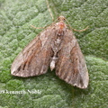 cypress carpet (Thera cupressata) Kenneth Noble